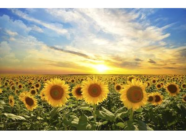 Sunflowers at dusk.