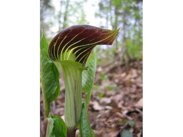 A jack-in-the-pulpit