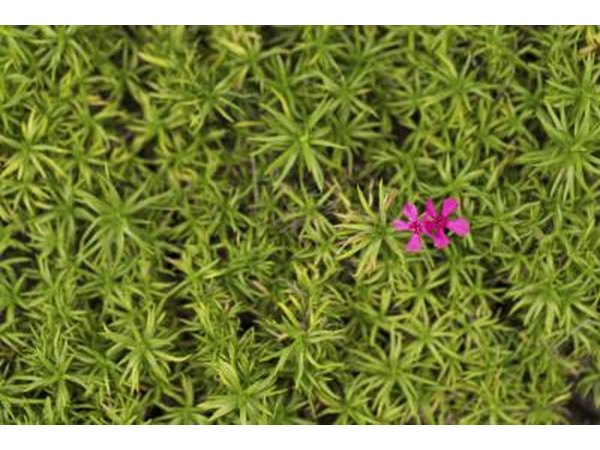 Moss pink is suitable for rock gardens.