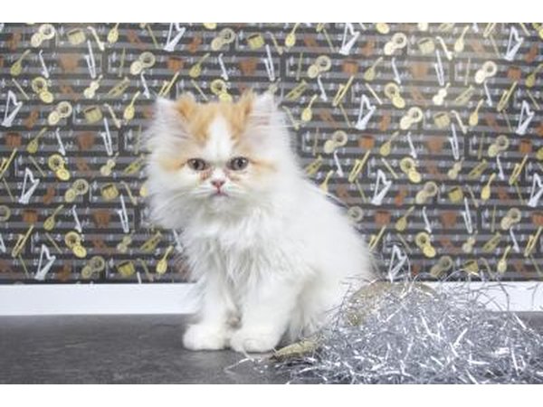 Teacup Persian.