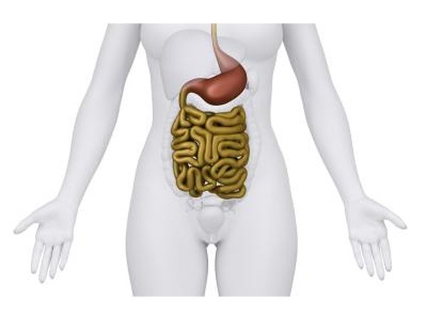 3D rendering of human intestines.