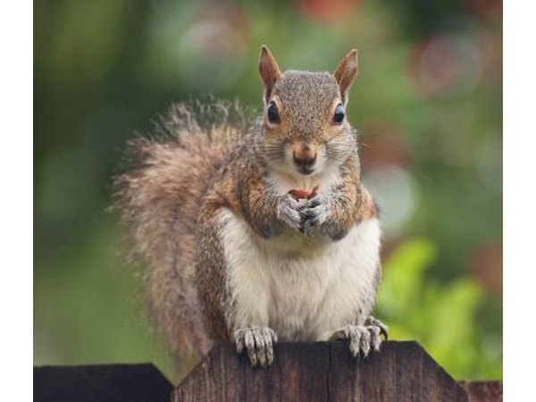 Squirrels like to live in attics during the winter.