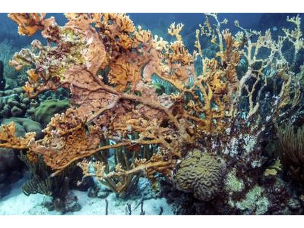 Fire coral is dangerous.
