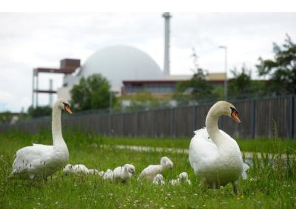 Family of swans seen near nuclear plant in Brunsbruettel, Germany