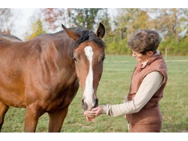 Trainer feeding horse
