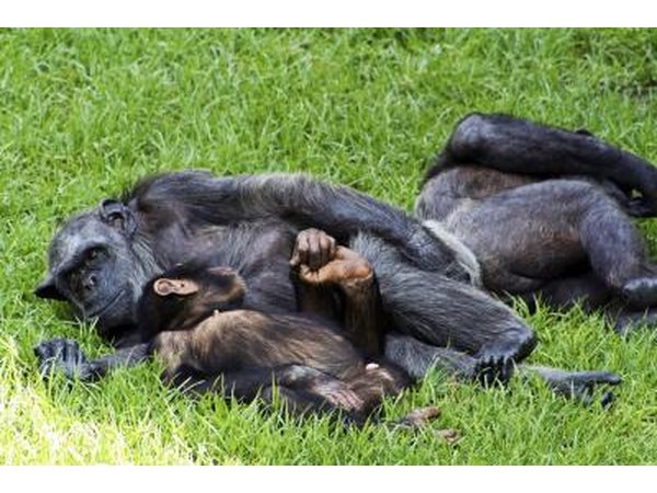 family of chimpanzees resting on the grass