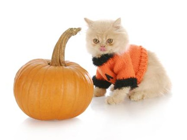 Persian kitten.