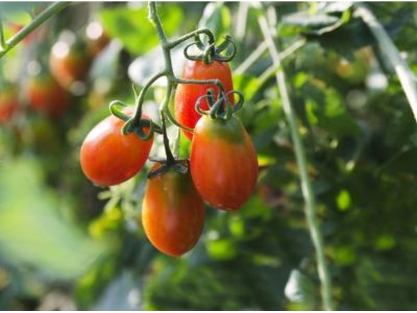 tomatos with curled leaves