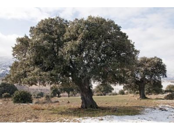 A live oak tree during the winter season.