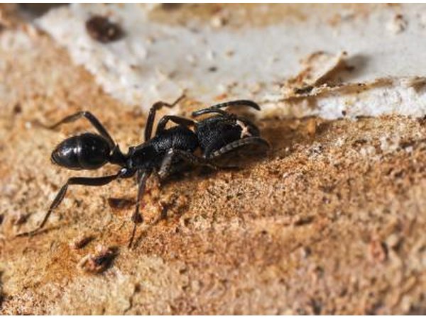 Black ant crossing a lawn in search of food