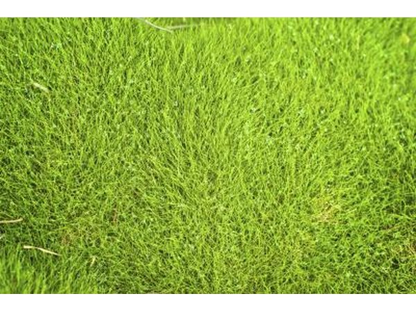 Lawn of zoysiagrass
