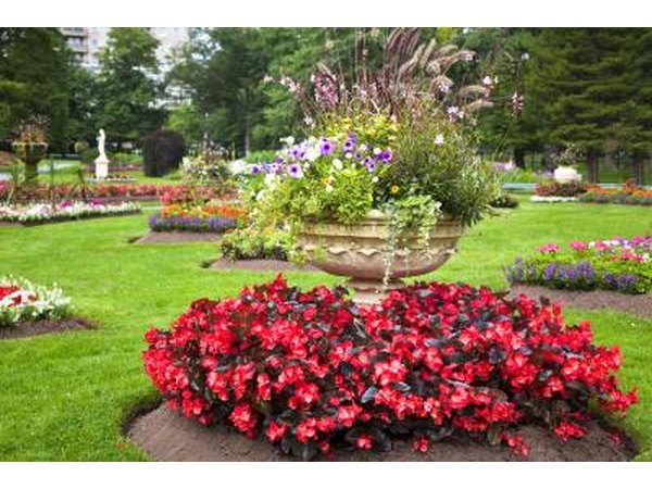 Beautiful red Ivy-Leaf Geraniums in a garden.