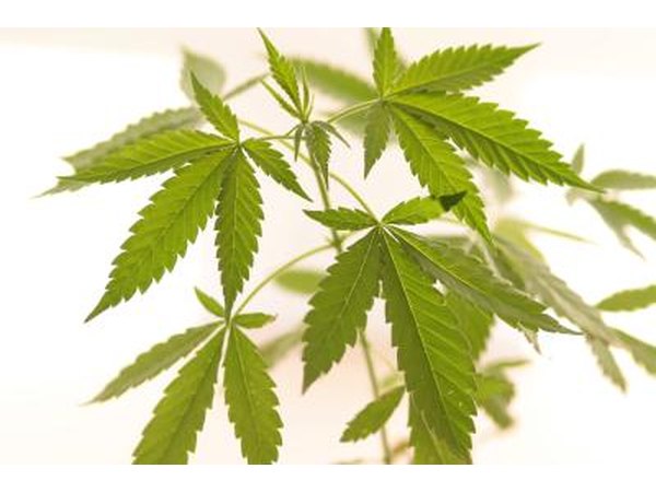 Examine the stem of a cannabis plant.