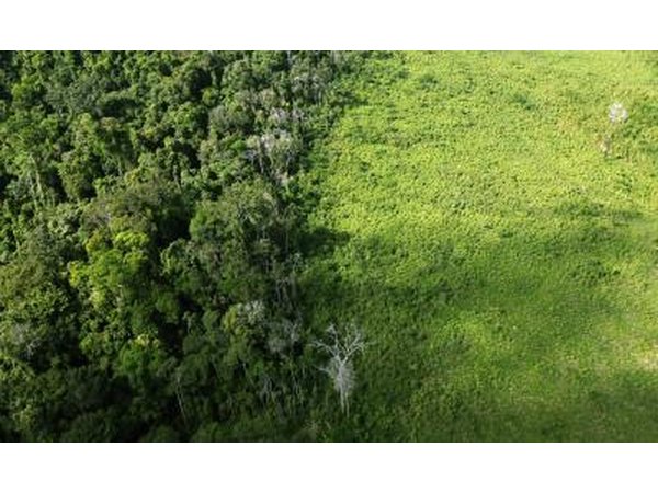 A deforested section of the Amazon rainforest is seen near the Amazon basin near Altamira Brizil.