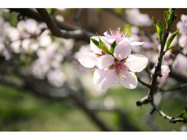 peach blossom on tree