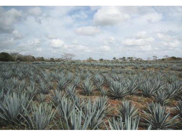 Field of tequila agave.