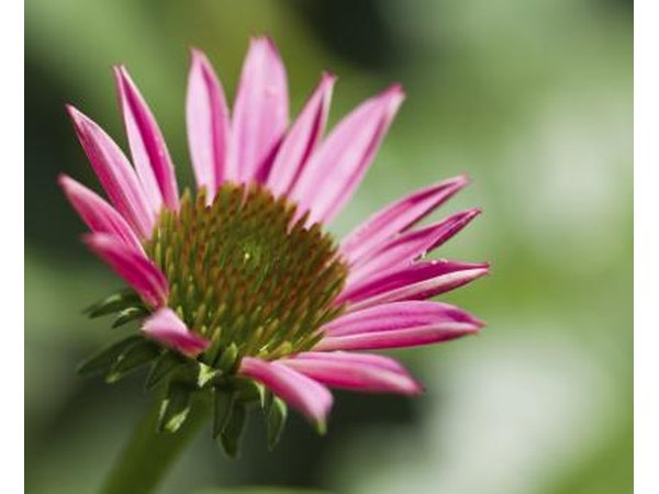 Echinacea