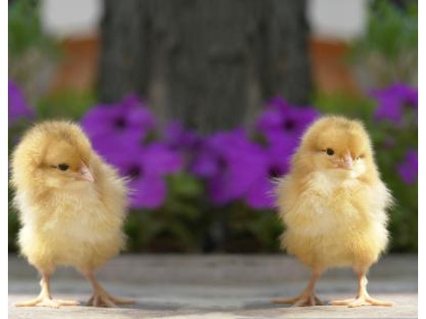 The optimum range for hatching chicken eggs is between 97 and 103 degrees.
