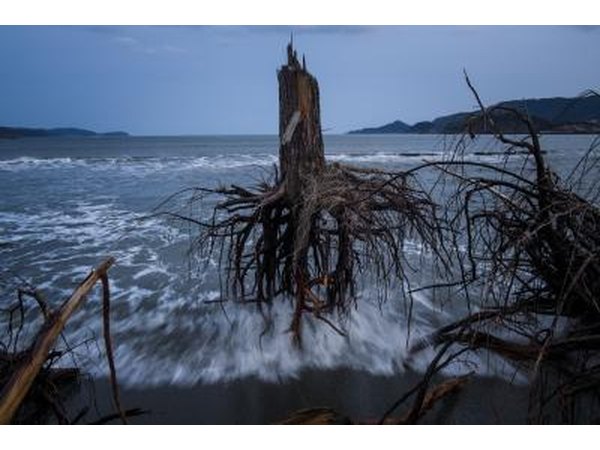 Powerful waves uproot trees near the shoreline.