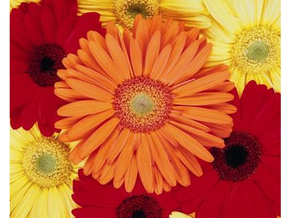 African Daisies.
