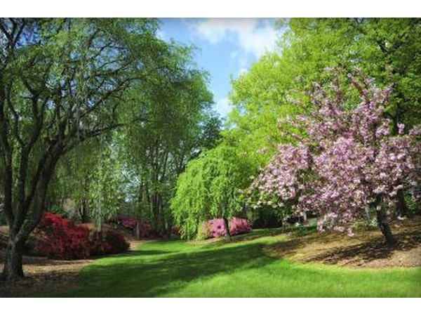 Crab apple trees.