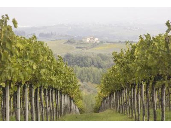 Tuscany vineyards