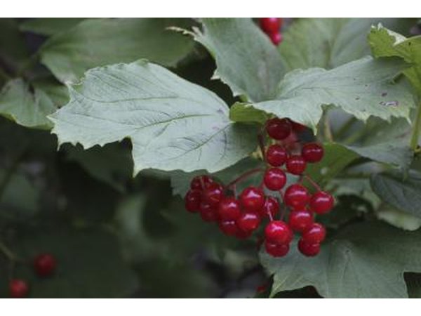Red berries on a Viburnum obovatum bush.
