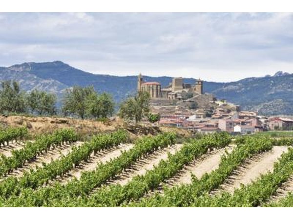 Vineyard in Rioja, Spain