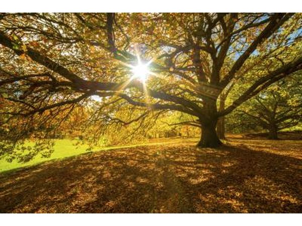 America's national tree