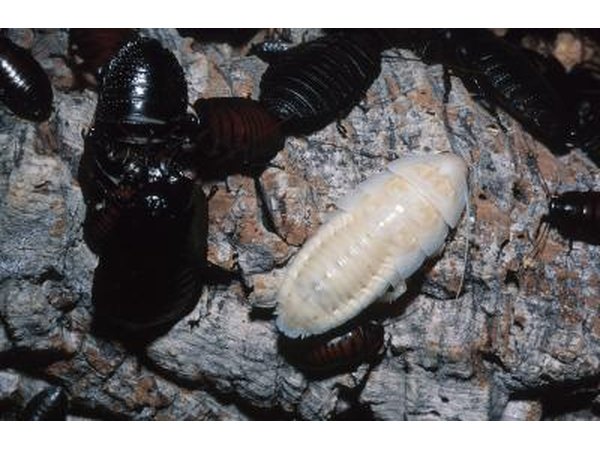 Maggots are used to treat bacterial infections in humans.