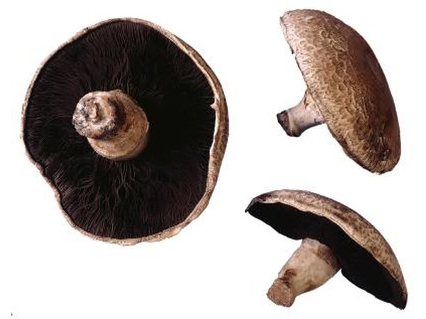 mushrooms