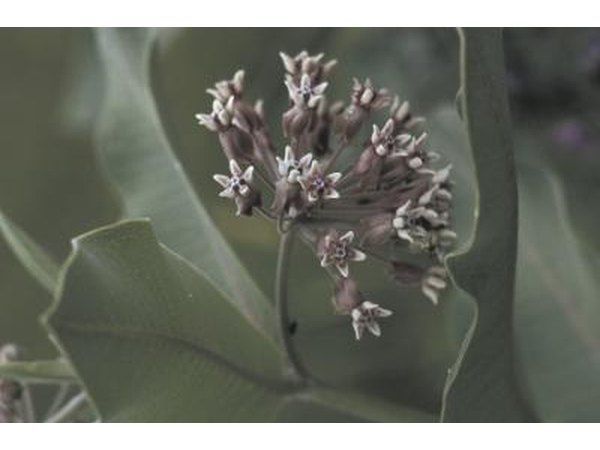 Monarch butterfly larvae can't develop without milkweed.