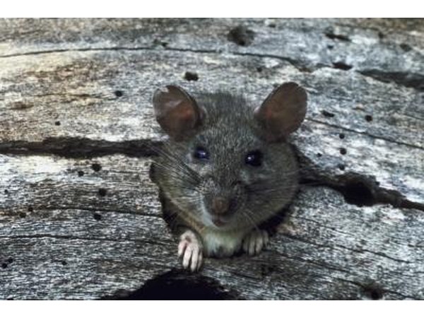 Rats exposed to boric acid were more prone to miscarriage.