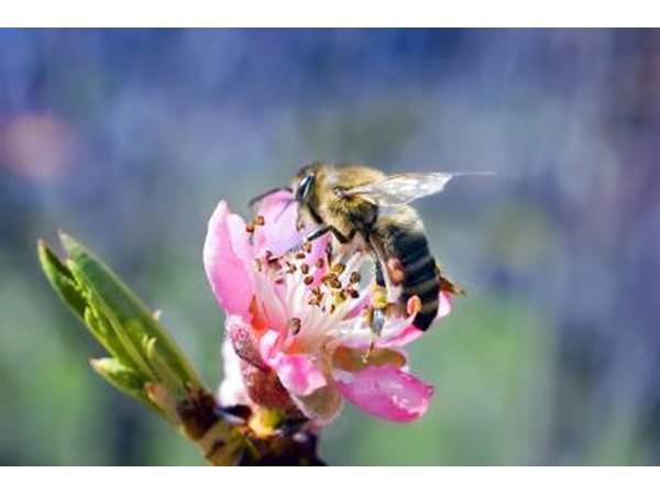 bee on peach flower