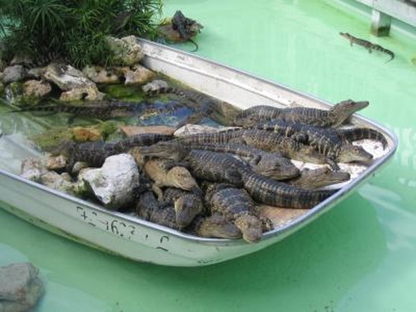 Gatorland is a mix between a wildlife refuge and the old Florida amusement park.