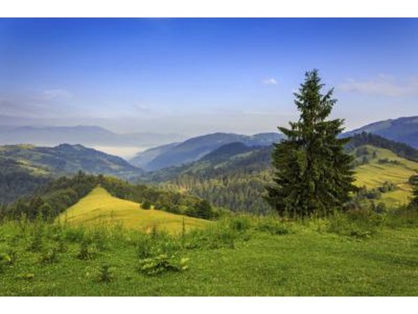 At one time both species were referred to as fir trees.