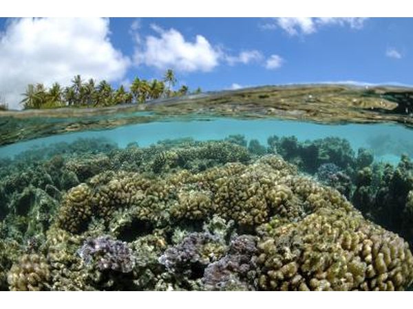 A coral reef thrives in Polynesia.