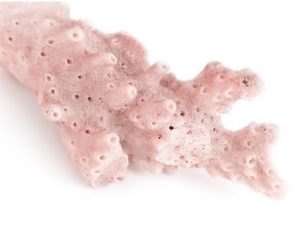 Coral accessories.