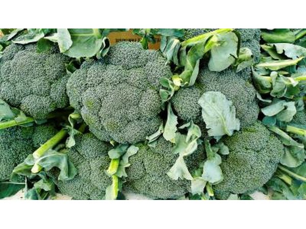 Freshly picked broccoli.