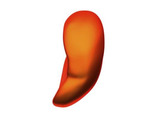 Human spleen isolated.