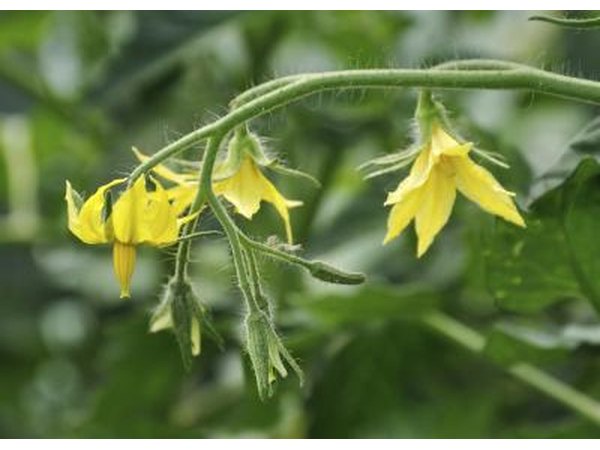 Tomato blossoms