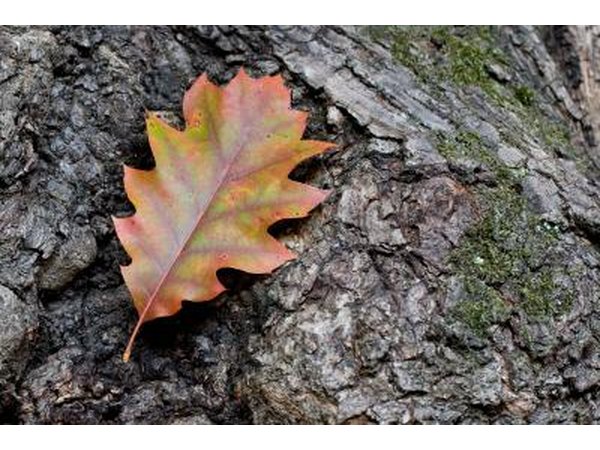 Red oak leaf against a tree bark