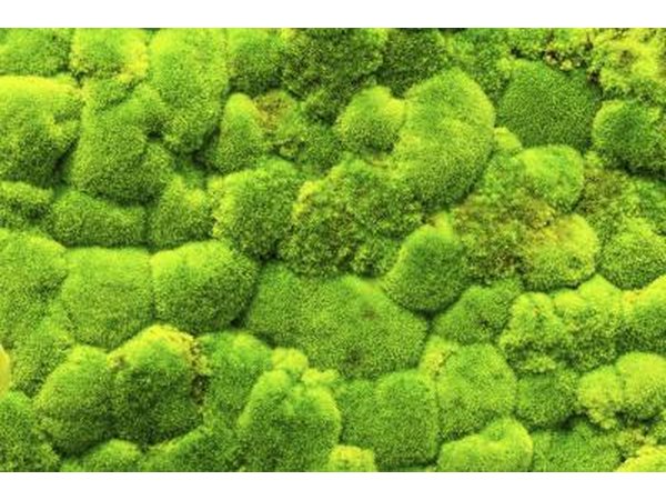 Some mosses grow in tufted, ball-like clumps.