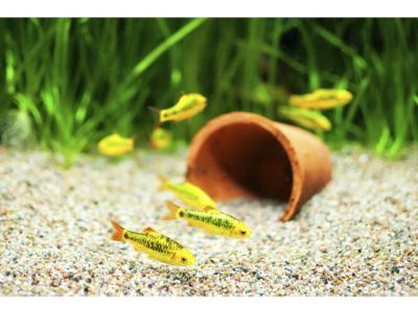 Yellow fish swim over gravel at the bottom of a tank.