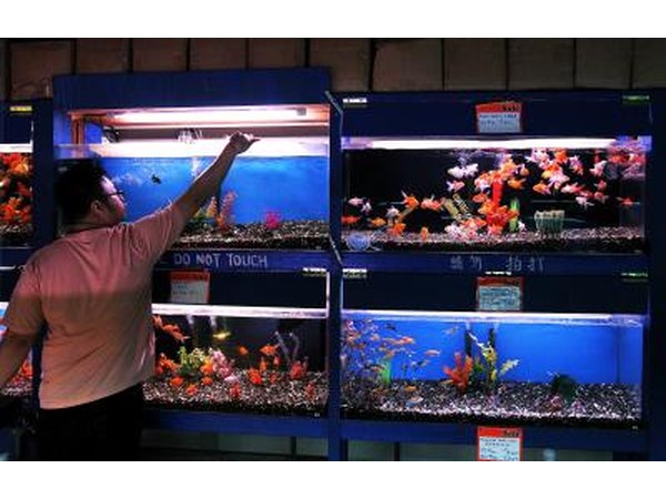 Feeding fish in pet store