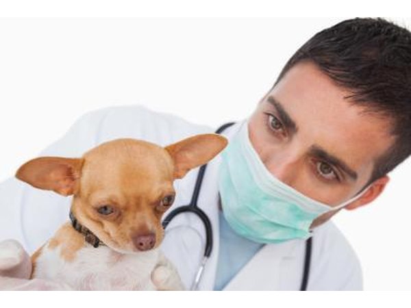 Veterinarian with dog.
