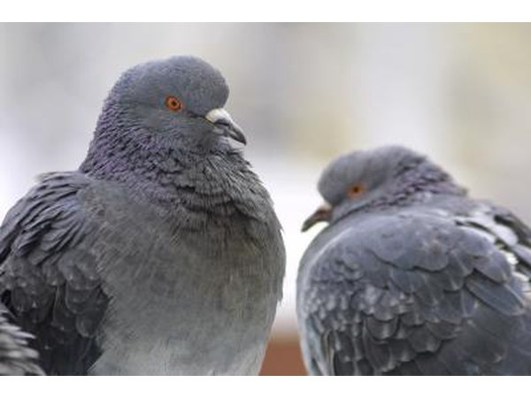 Pair of pigeons.