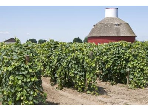 Barn and vineyards in Washington State