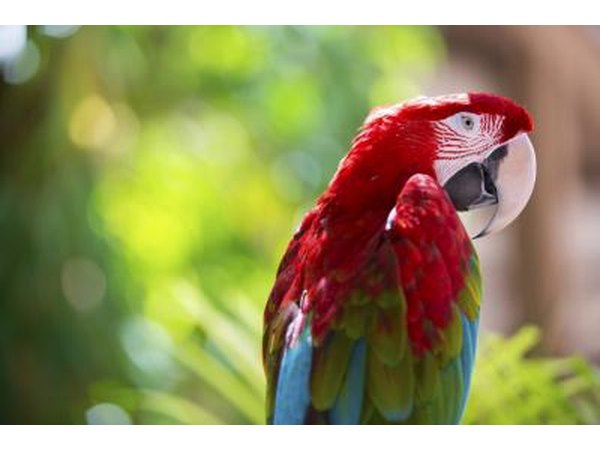 parrots occasionally journey from the canopy to the shrub layer