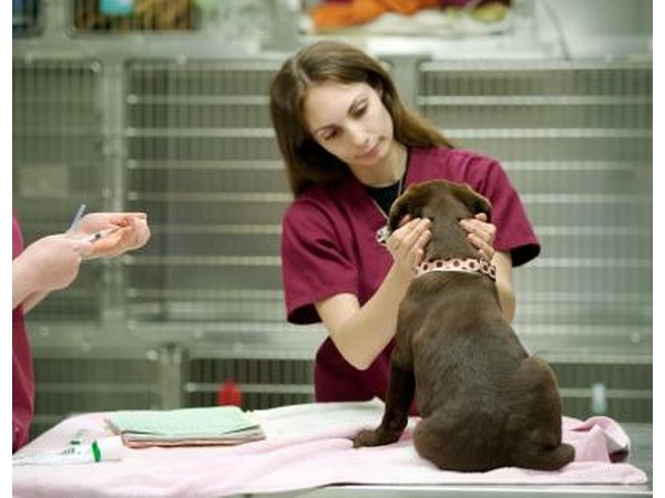 vet assistant articles vet assistant articles